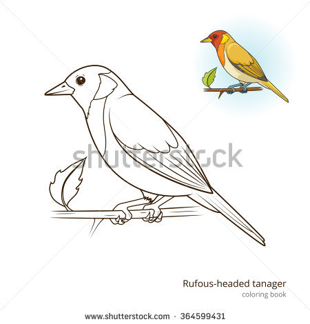 Tanager coloring #14, Download drawings