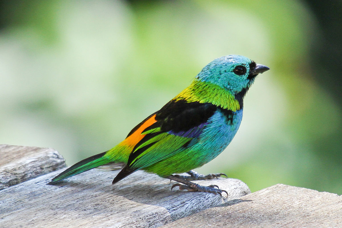 Eastern Tanager svg #20, Download drawings