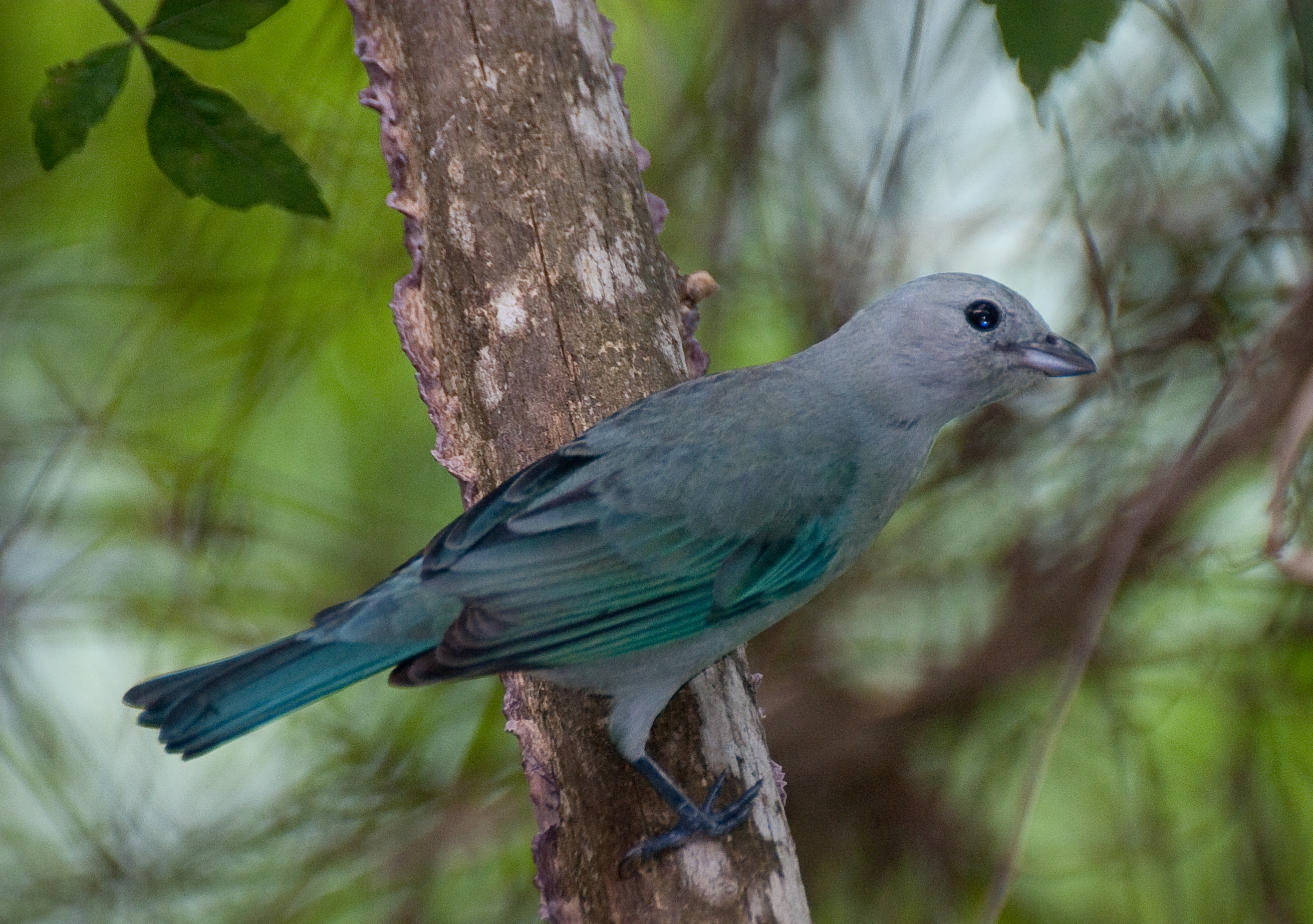 Blue-grey Tanager svg #2, Download drawings