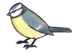 Blue Tit clipart #15, Download drawings