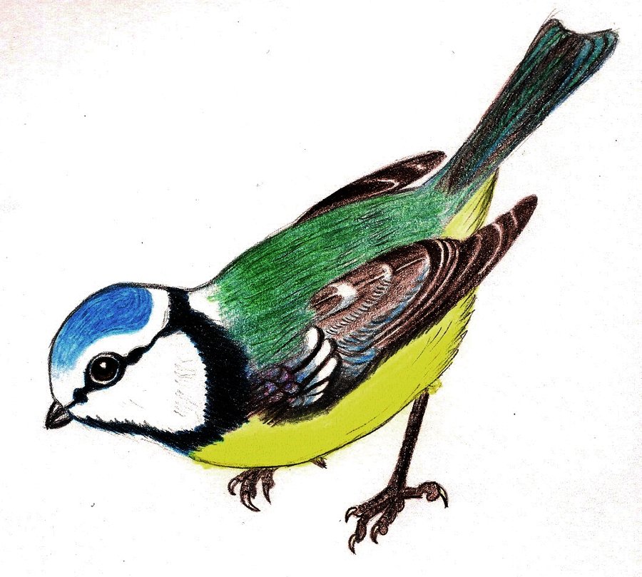 Blue Tit coloring #9, Download drawings