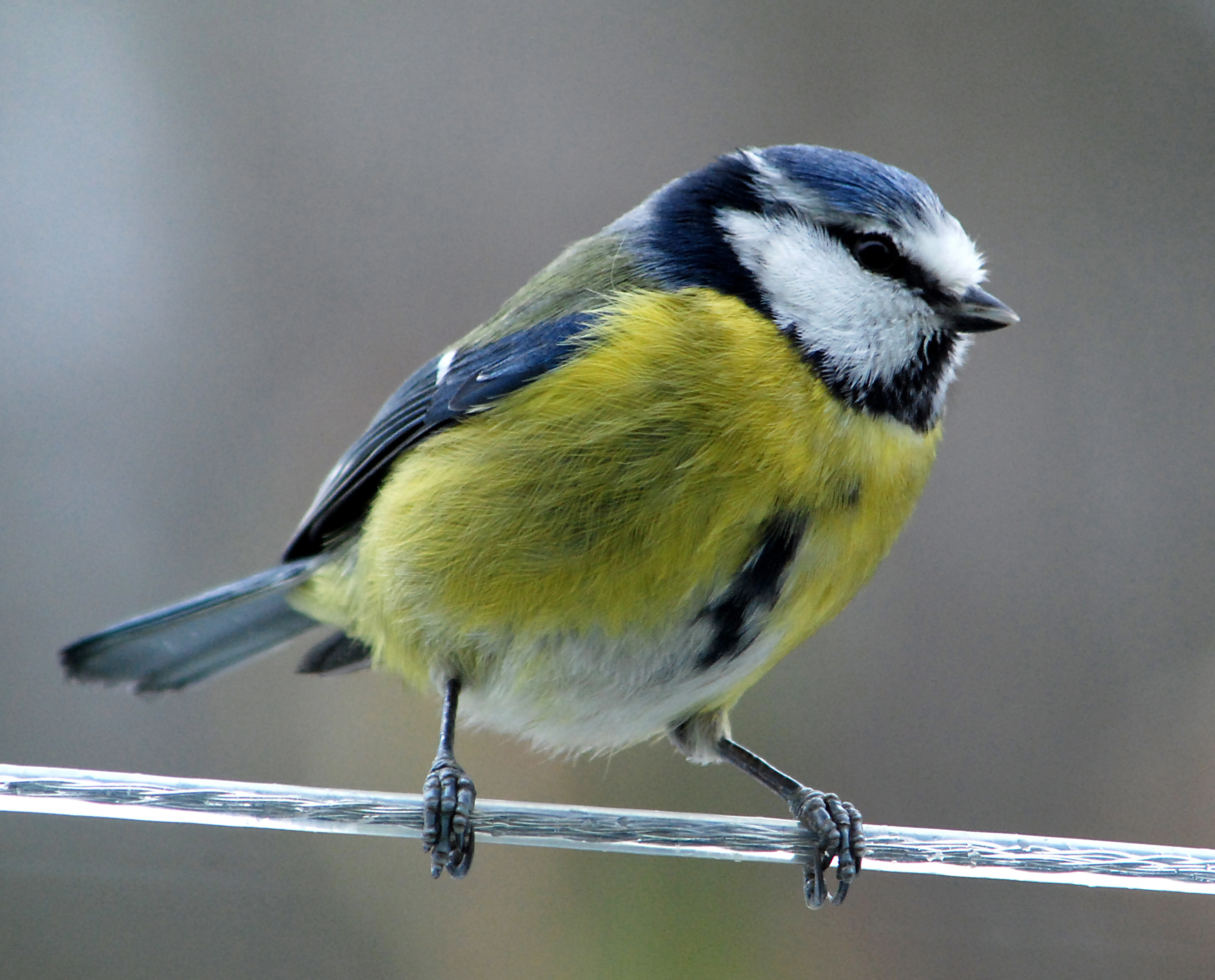 Blue Tit svg #3, Download drawings