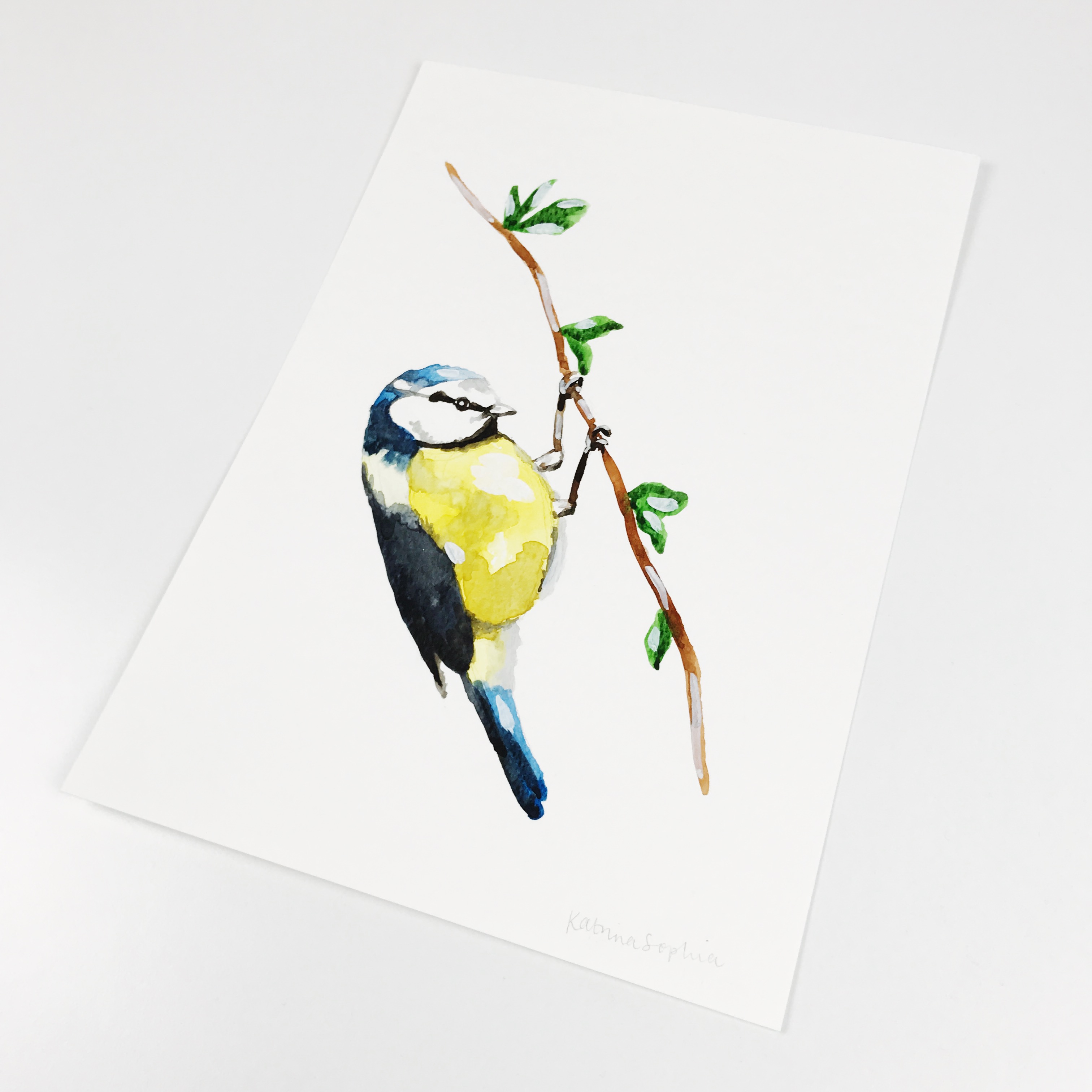 Blue Tit svg #11, Download drawings