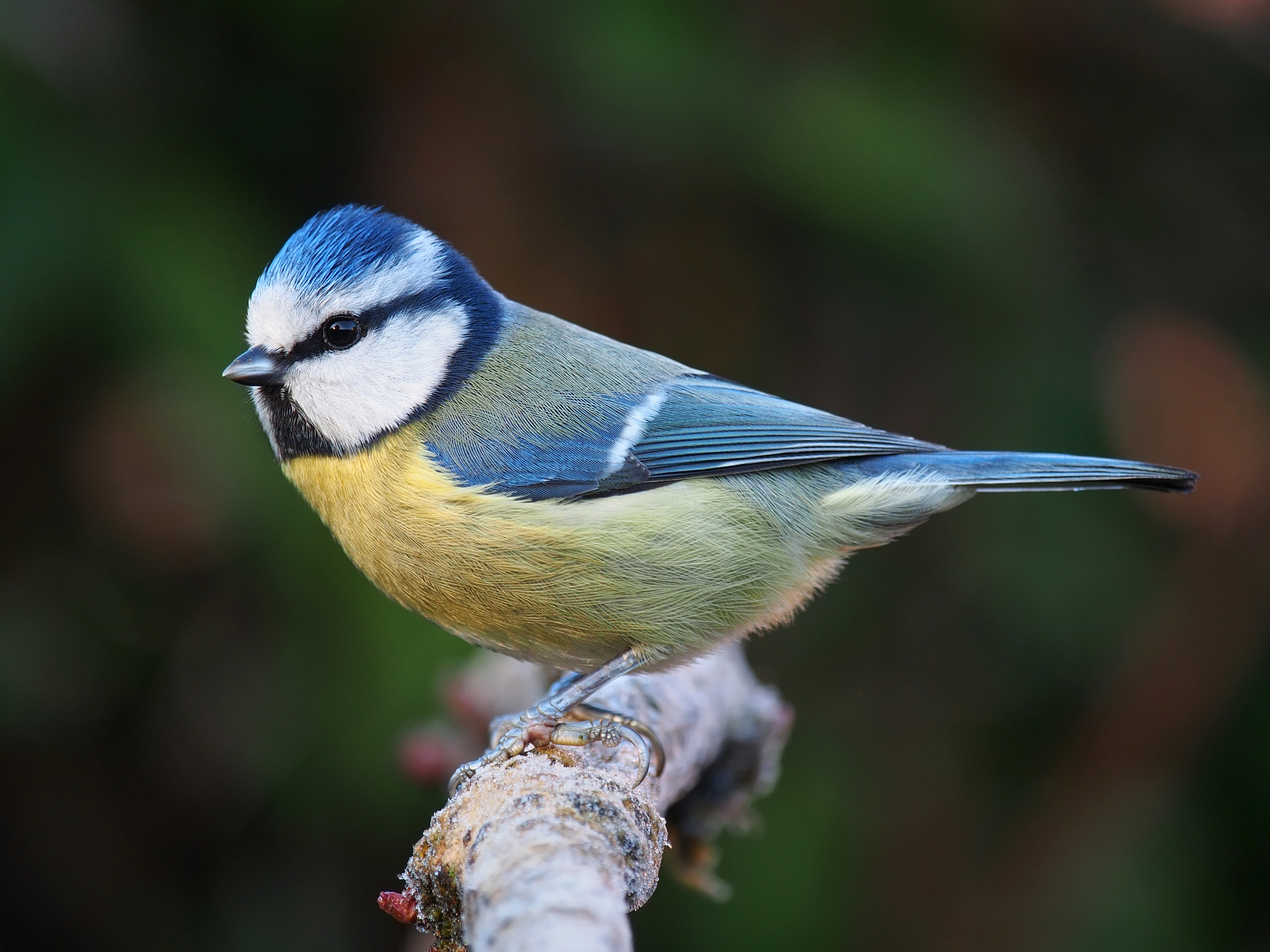 Blue Tit svg #6, Download drawings