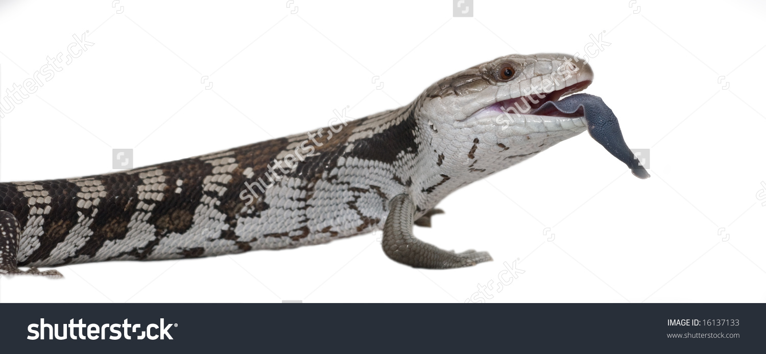 Blue-Tongue Skink clipart #7, Download drawings