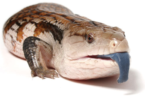 Blue-Tongue Skink clipart #1, Download drawings