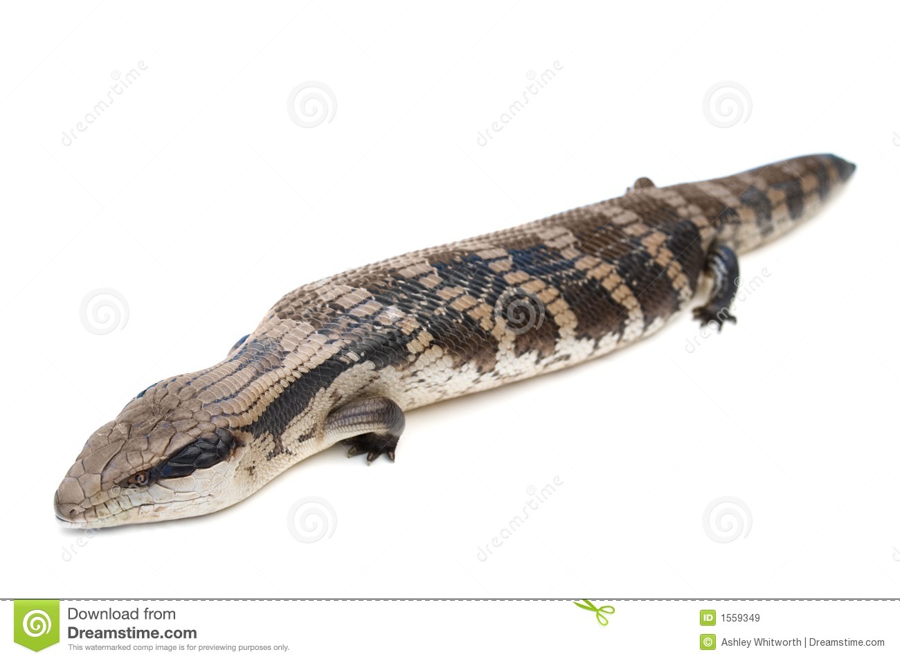 Blue-Tongue Skink clipart #9, Download drawings