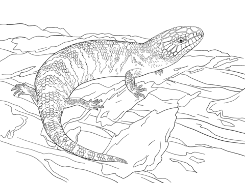 Lizard coloring #11, Download drawings