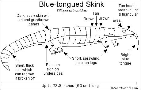 Blue-Tongue Skink coloring #3, Download drawings