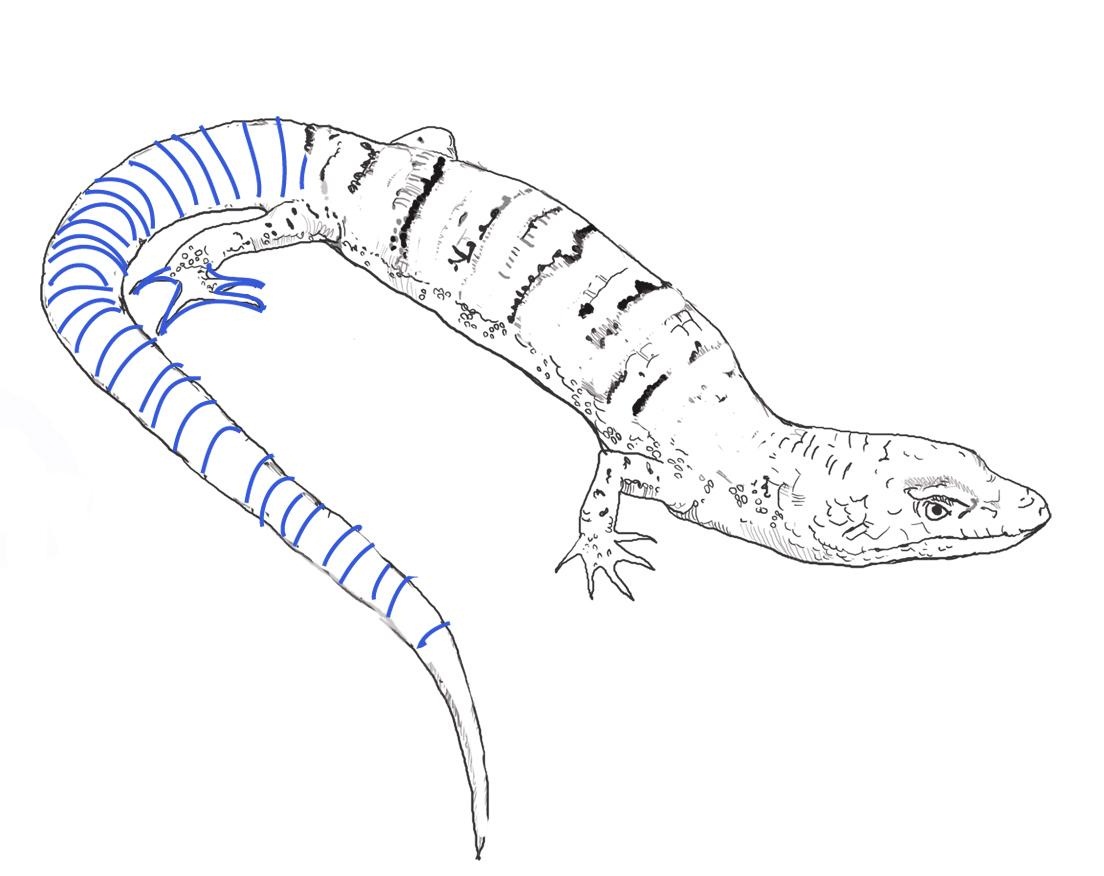Blue Tongue Lizard coloring #19, Download drawings