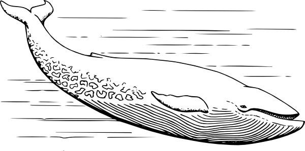 Blue Whale clipart #17, Download drawings