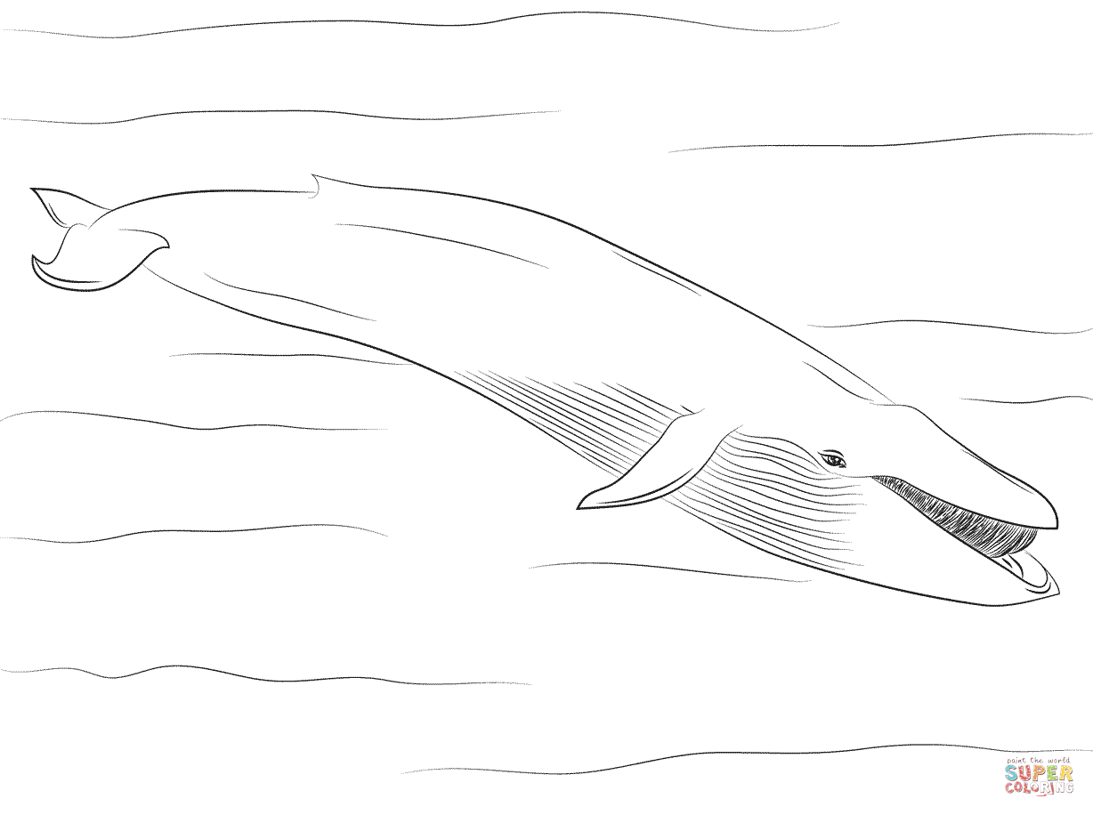 Blue Whale coloring #1, Download drawings