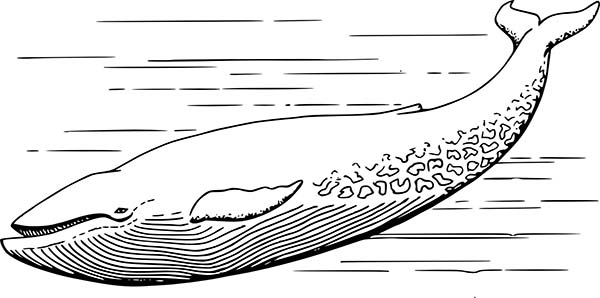 Blue Whale coloring #19, Download drawings