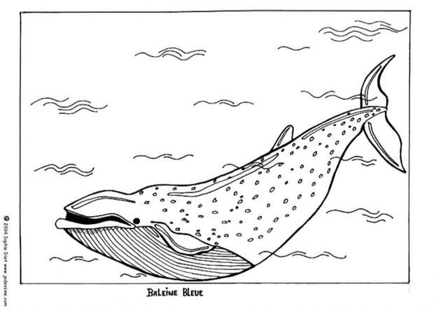 Blue Whale coloring #16, Download drawings