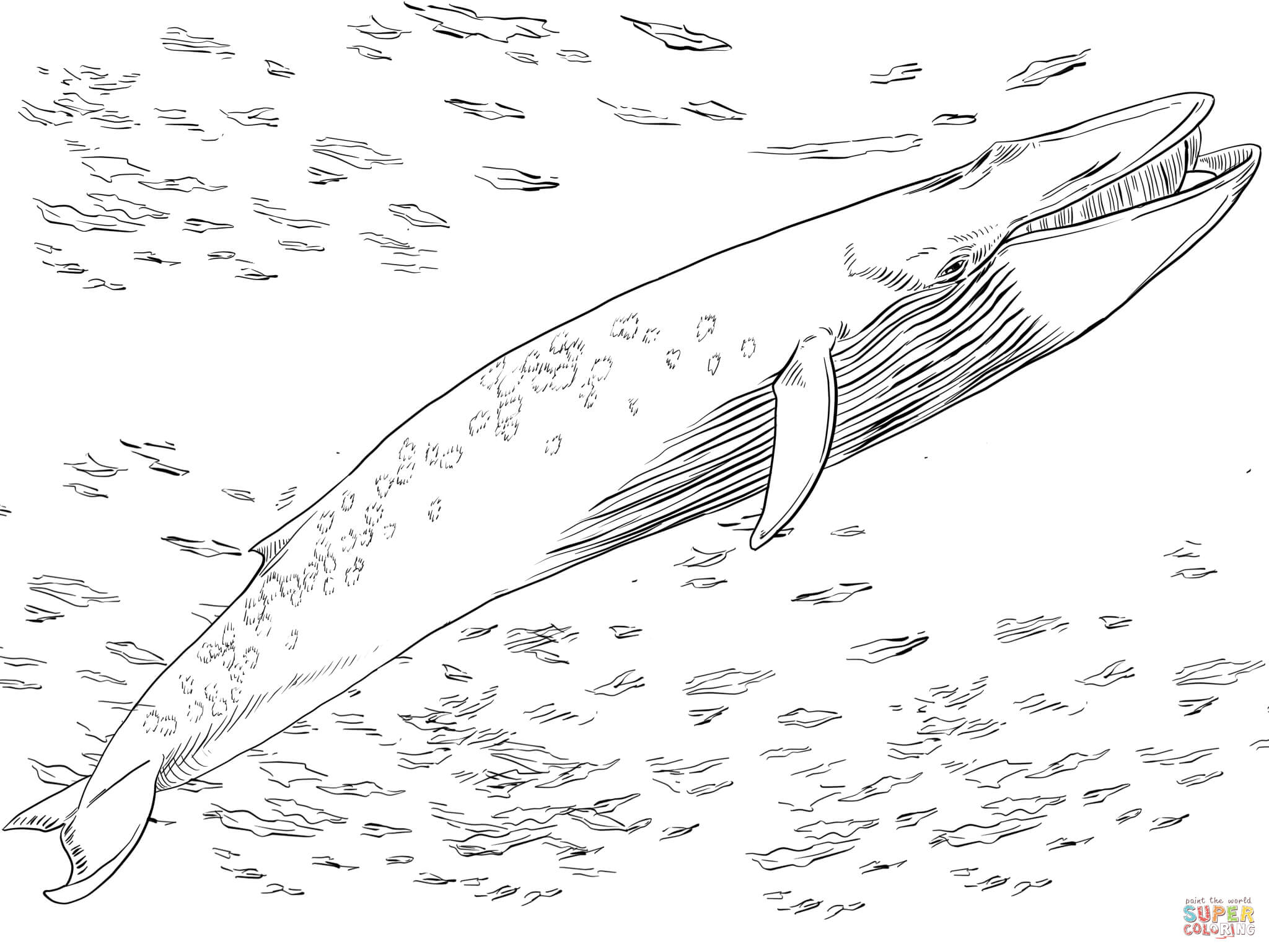 Blue Whale coloring #5, Download drawings