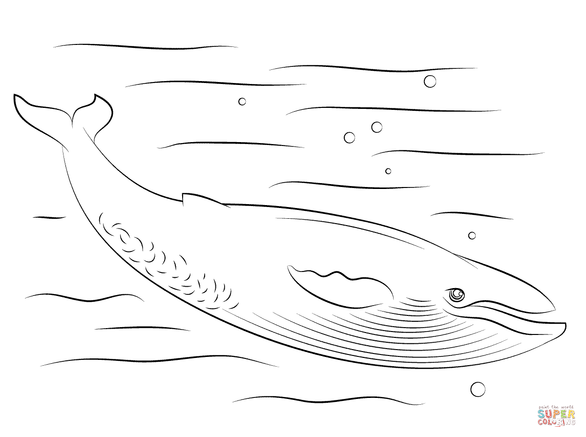 Blue Whale coloring #11, Download drawings