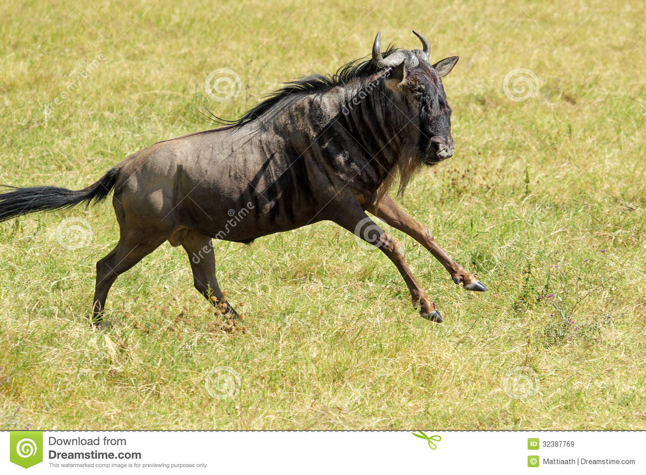 Blue Wildebeest clipart #12, Download drawings
