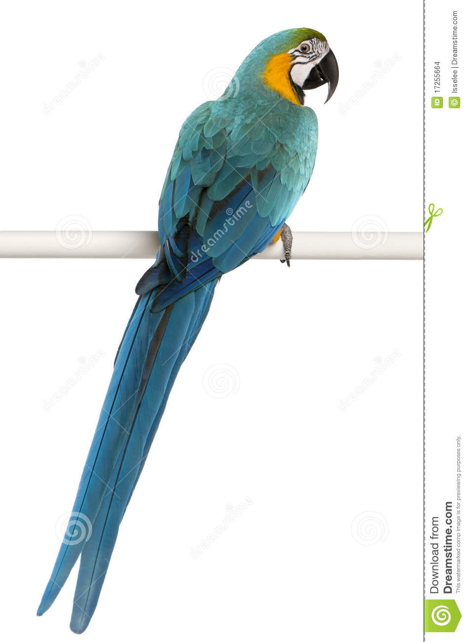 Blue-and-yellow Macaw clipart #17, Download drawings
