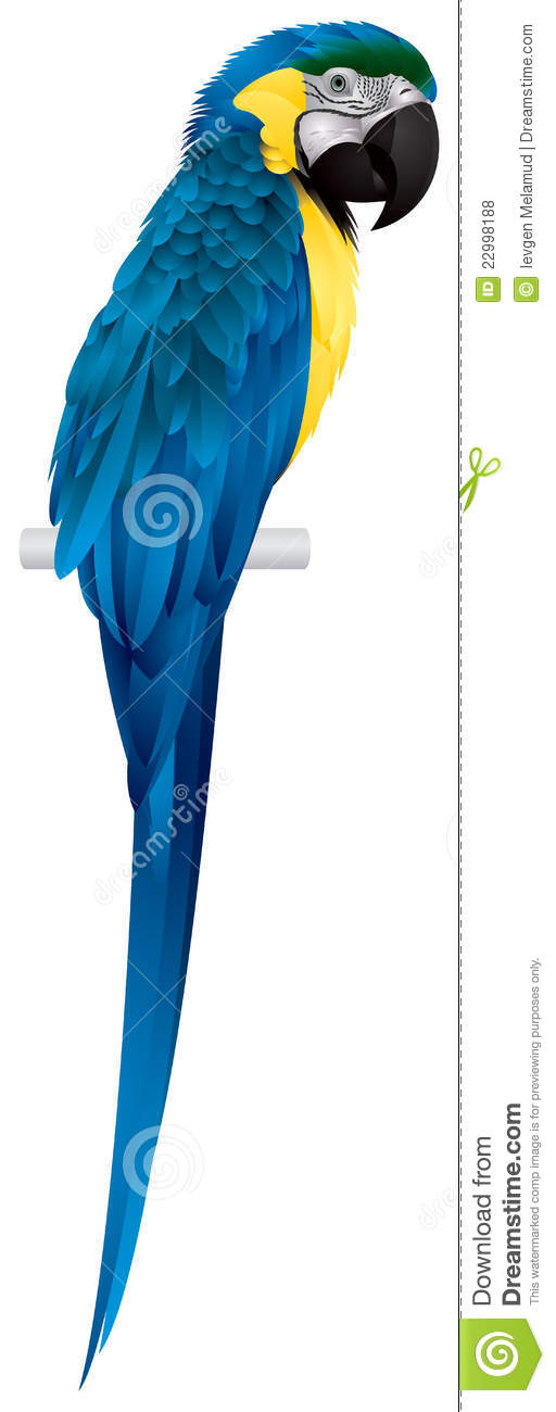 Blue-and-yellow Macaw clipart #5, Download drawings