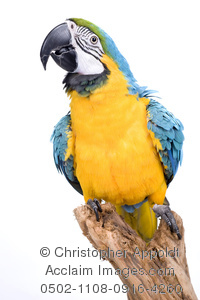 Blue-and-yellow Macaw clipart #8, Download drawings