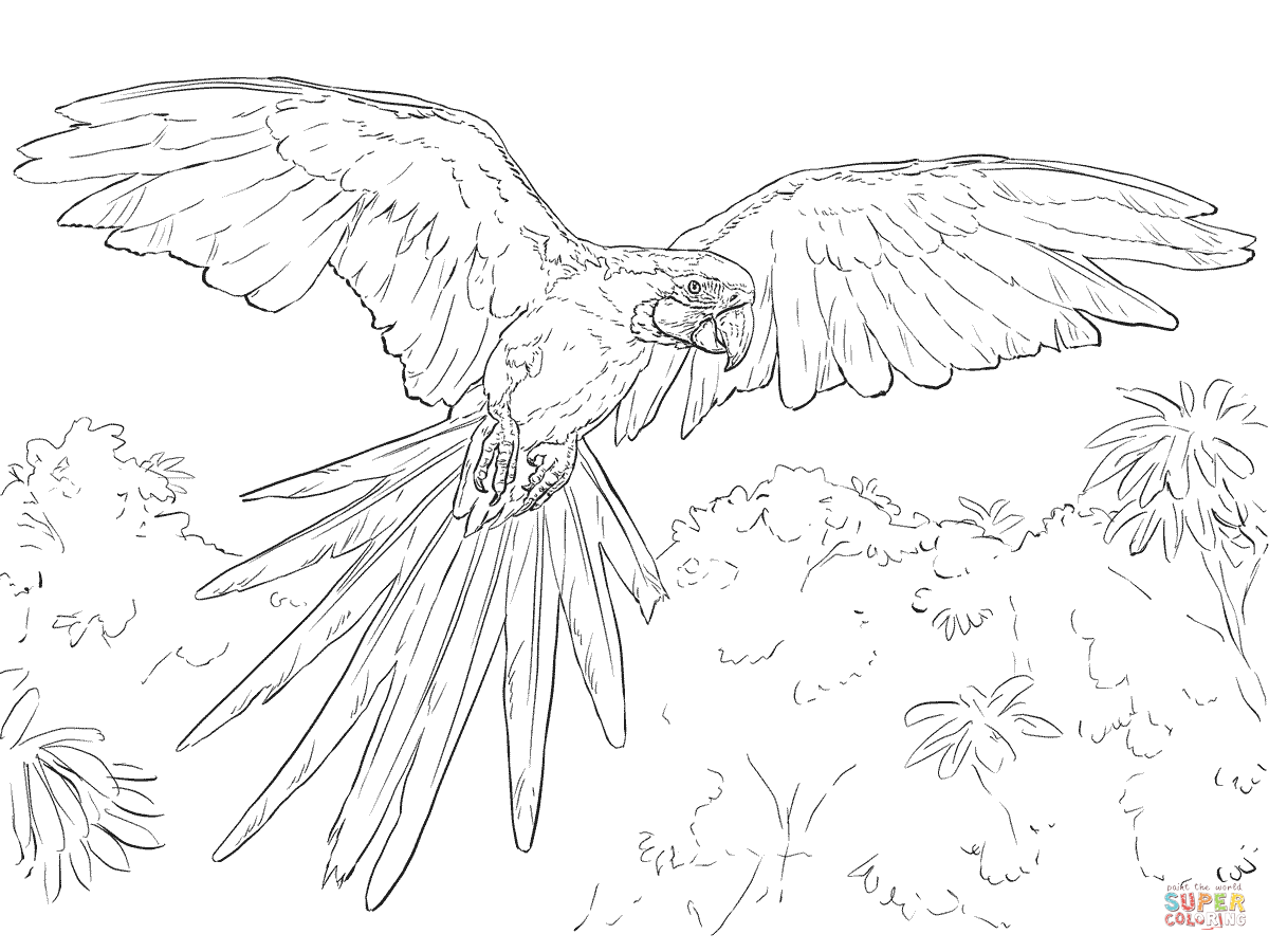 Blue-and-yellow Macaw coloring #14, Download drawings