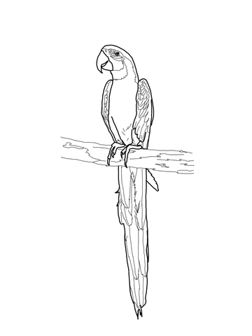 Blue-and-yellow Macaw coloring #10, Download drawings
