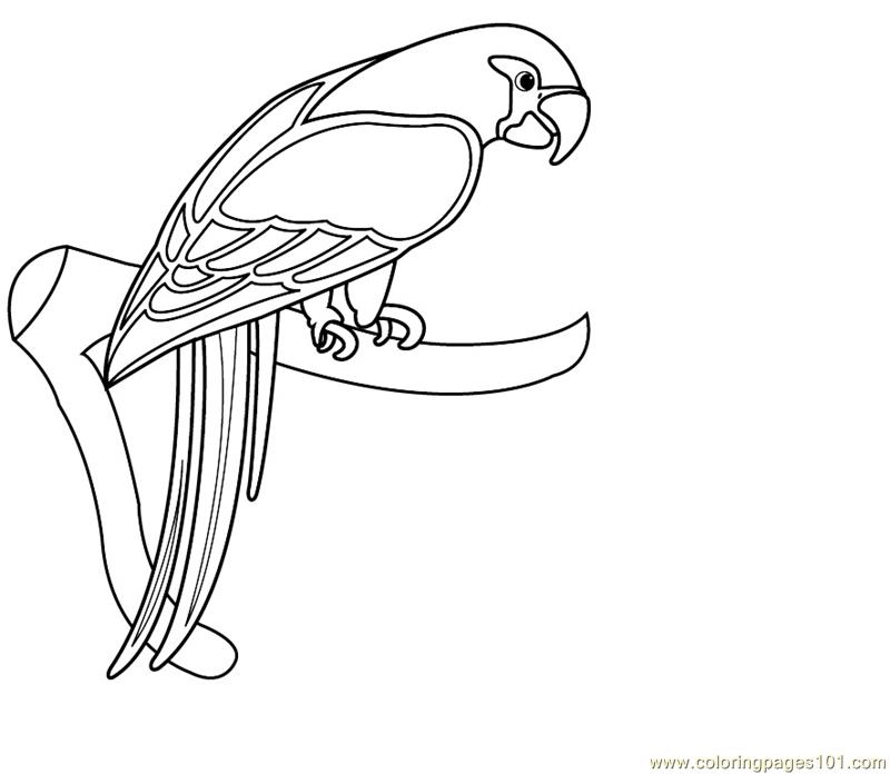 Blue-and-yellow Macaw coloring #9, Download drawings