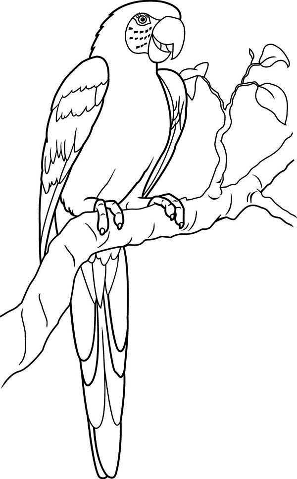 Blue-and-yellow Macaw coloring #18, Download drawings