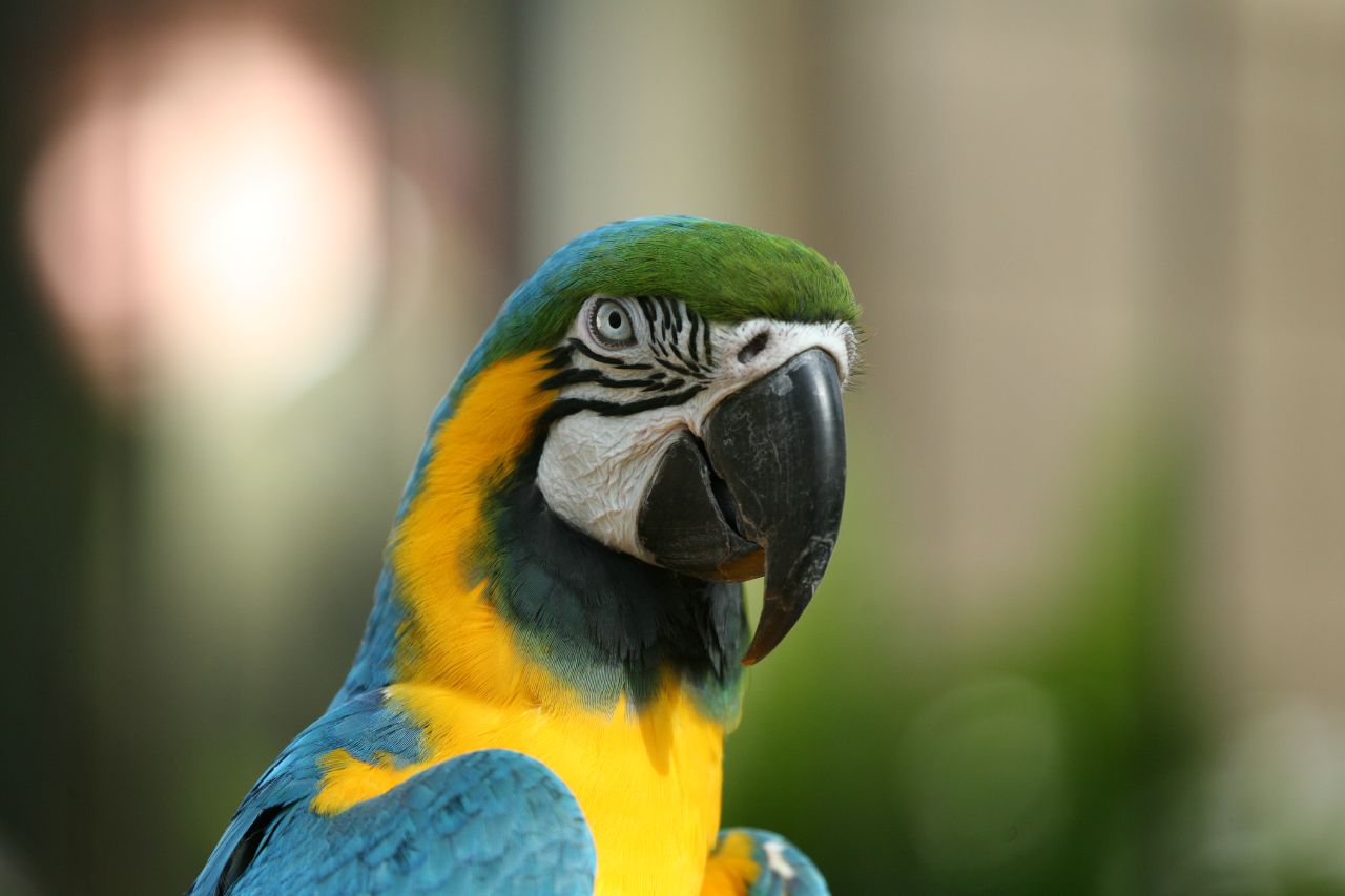 Blue-and-yellow Macaw svg #18, Download drawings