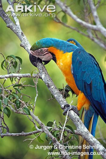 Blue-and-yellow Macaw svg #1, Download drawings