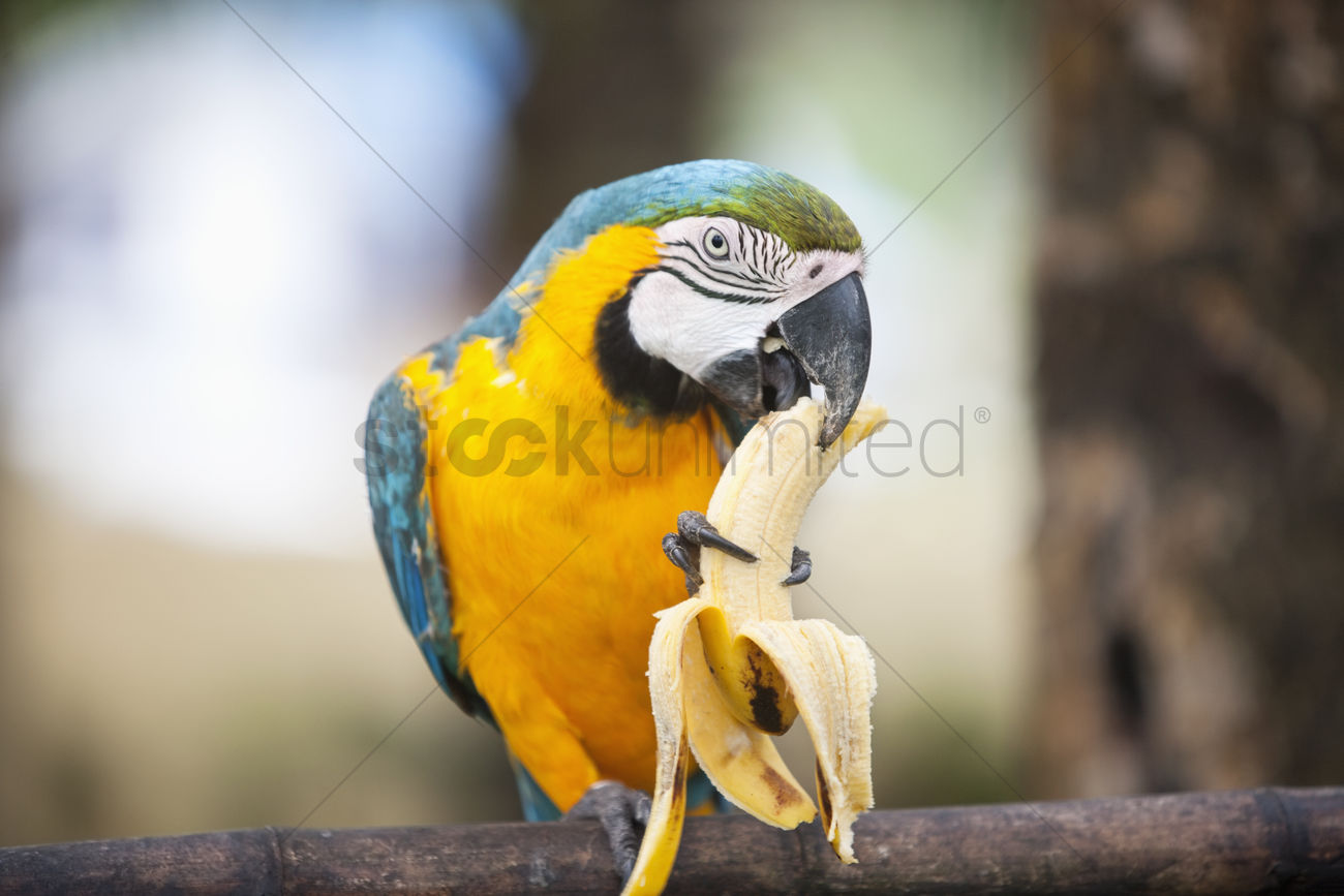 Blue-and-yellow Macaw svg #13, Download drawings
