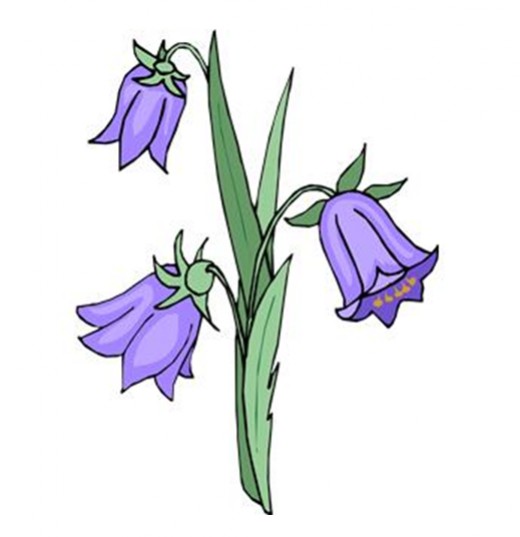Bluebell clipart #1, Download drawings