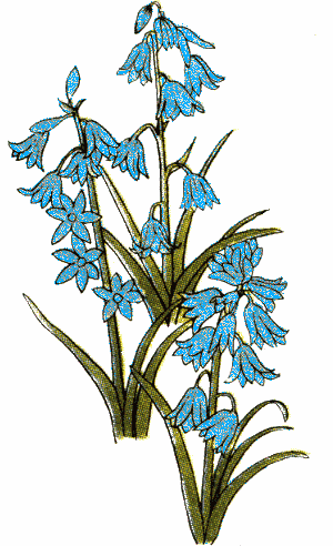 Bluebell clipart #10, Download drawings