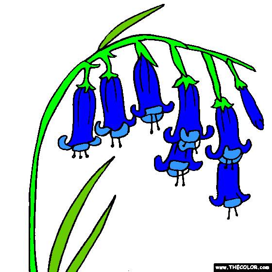 Bluebell coloring #12, Download drawings