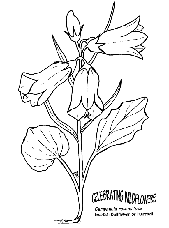 Bellflower coloring #13, Download drawings