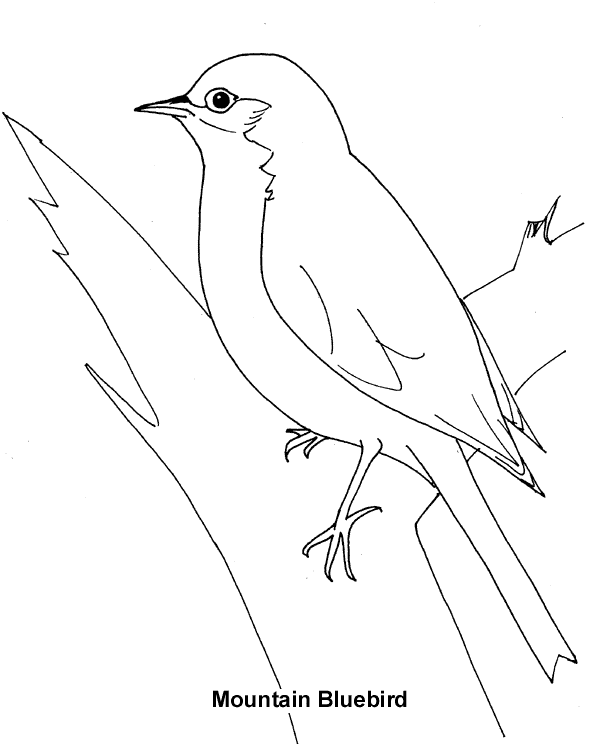Bluebird coloring #11, Download drawings