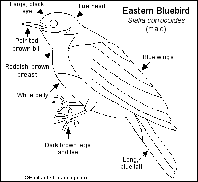 Eastern Bluebird coloring #20, Download drawings