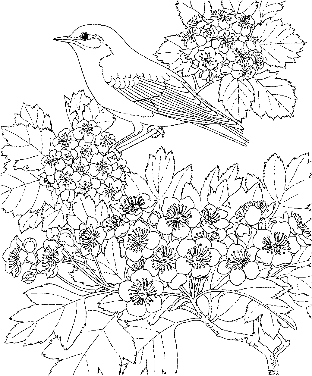 Bluebird coloring #15, Download drawings