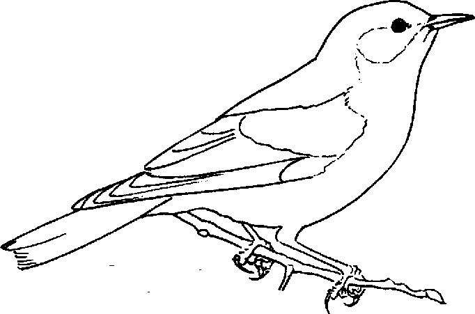 Bluebird coloring #3, Download drawings