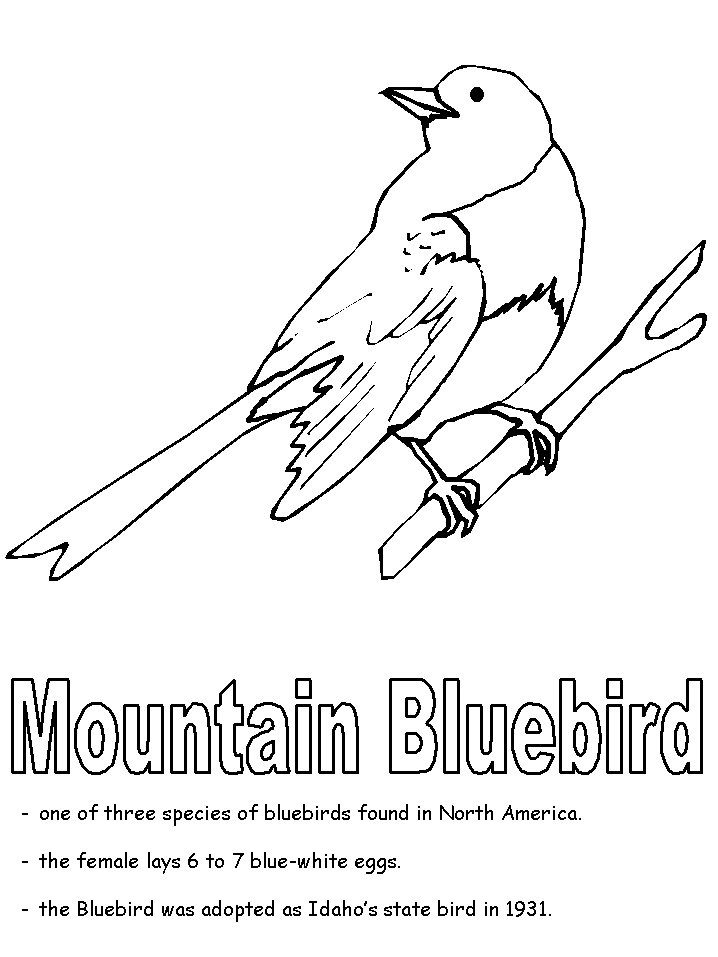 Eastern Bluebird coloring #15, Download drawings