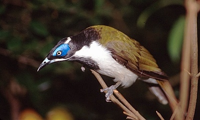 Blue-faced Honeyeater clipart #11, Download drawings