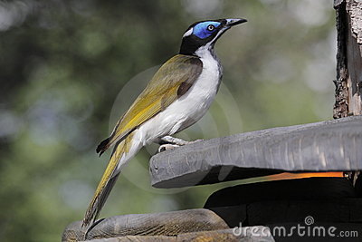 Blue-faced Honeyeater clipart #15, Download drawings