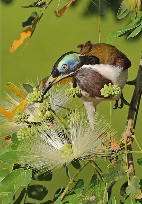 Blue-faced Honeyeater clipart #4, Download drawings