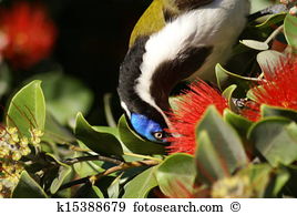 Blue-faced Honeyeater clipart #6, Download drawings