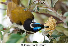 Blue-faced Honeyeater clipart #16, Download drawings