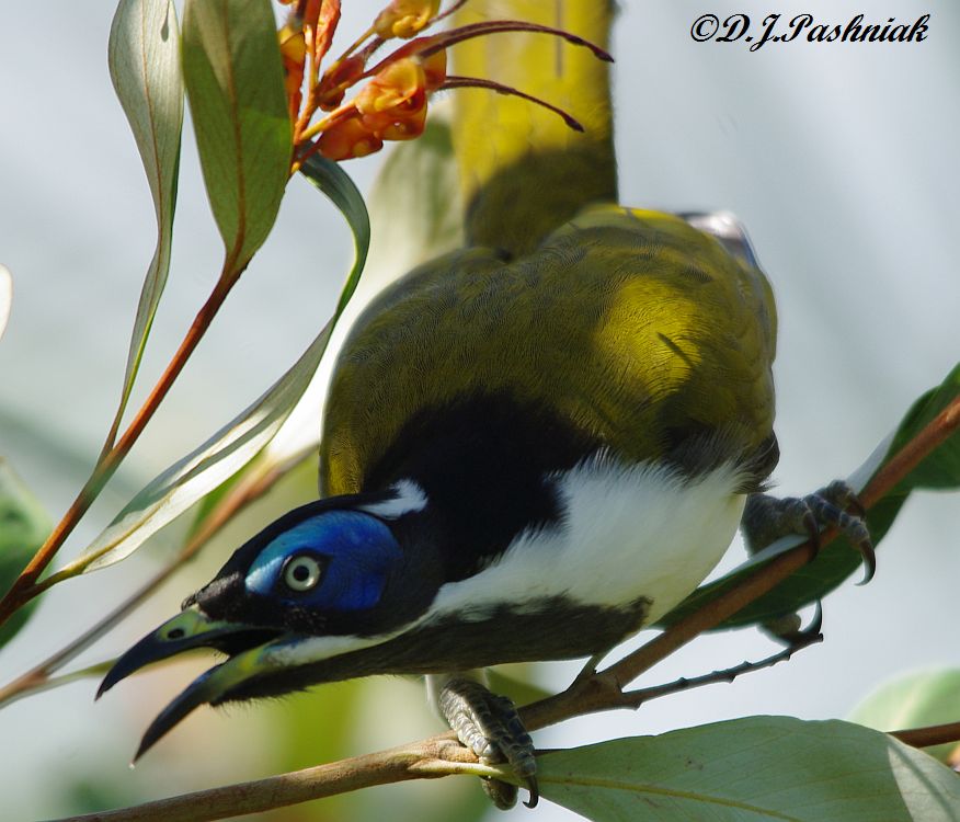 Blue-faced Honeyeater coloring #12, Download drawings