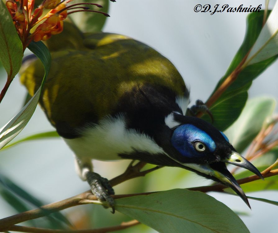 Blue-faced Honeyeater coloring #4, Download drawings