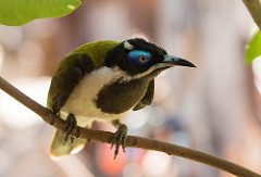 Blue-faced Honeyeater coloring #8, Download drawings
