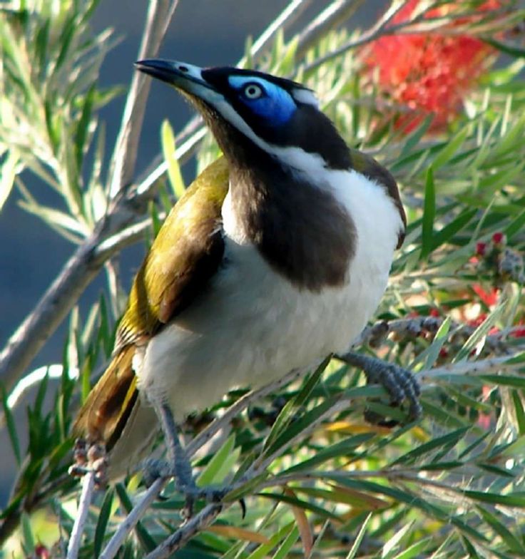 Blue-faced Honeyeater coloring #7, Download drawings