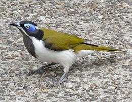 Blue-faced Honeyeater coloring #15, Download drawings